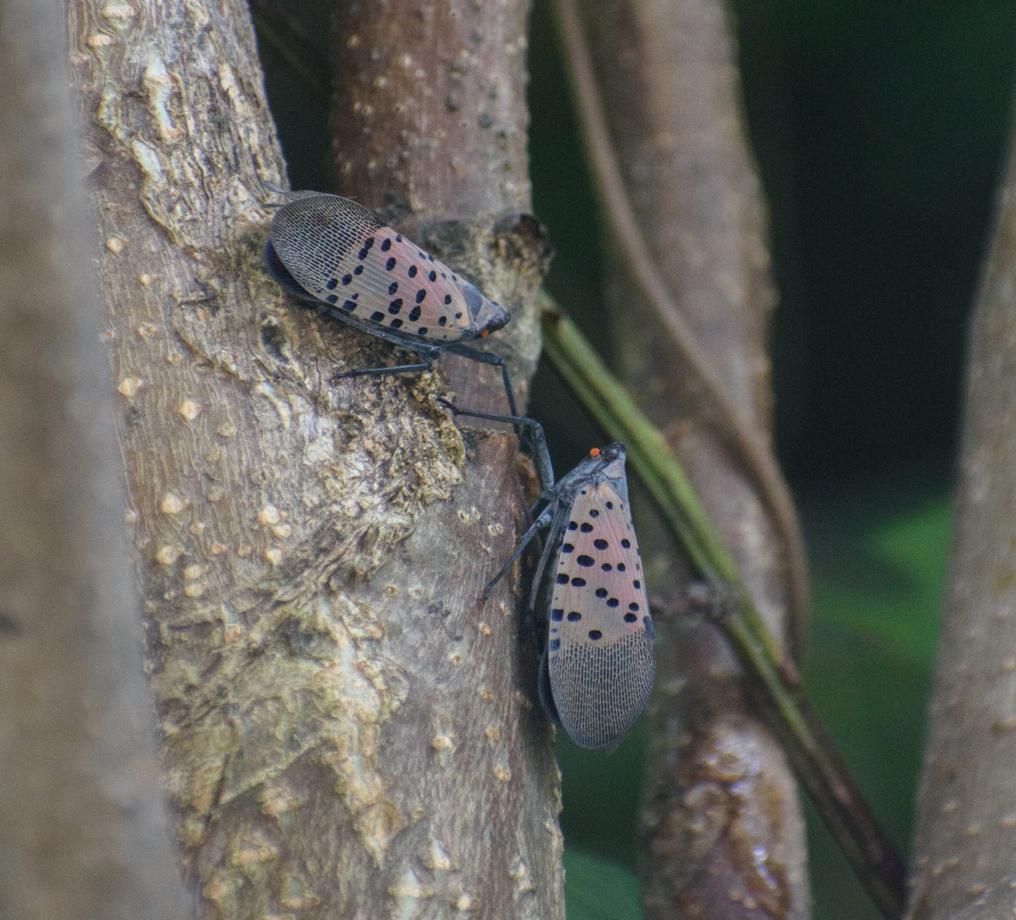 Two adult spotted lanternflies on a tree.