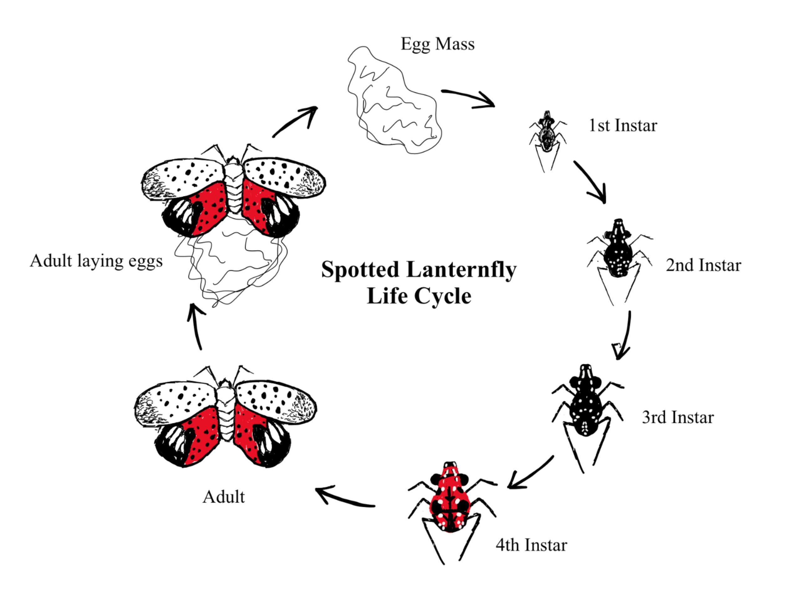 Life cycle graphic of spotted lanterflies. The first three instars are increasingly large black nymphs with white spots and six legs. The fourth instar is primarily red with black and white spots. The adult is a different, winged shape and has red underwings. The next graphic in the cycle is an adult laying eggs and then an egg mass, which turns into a first instar.