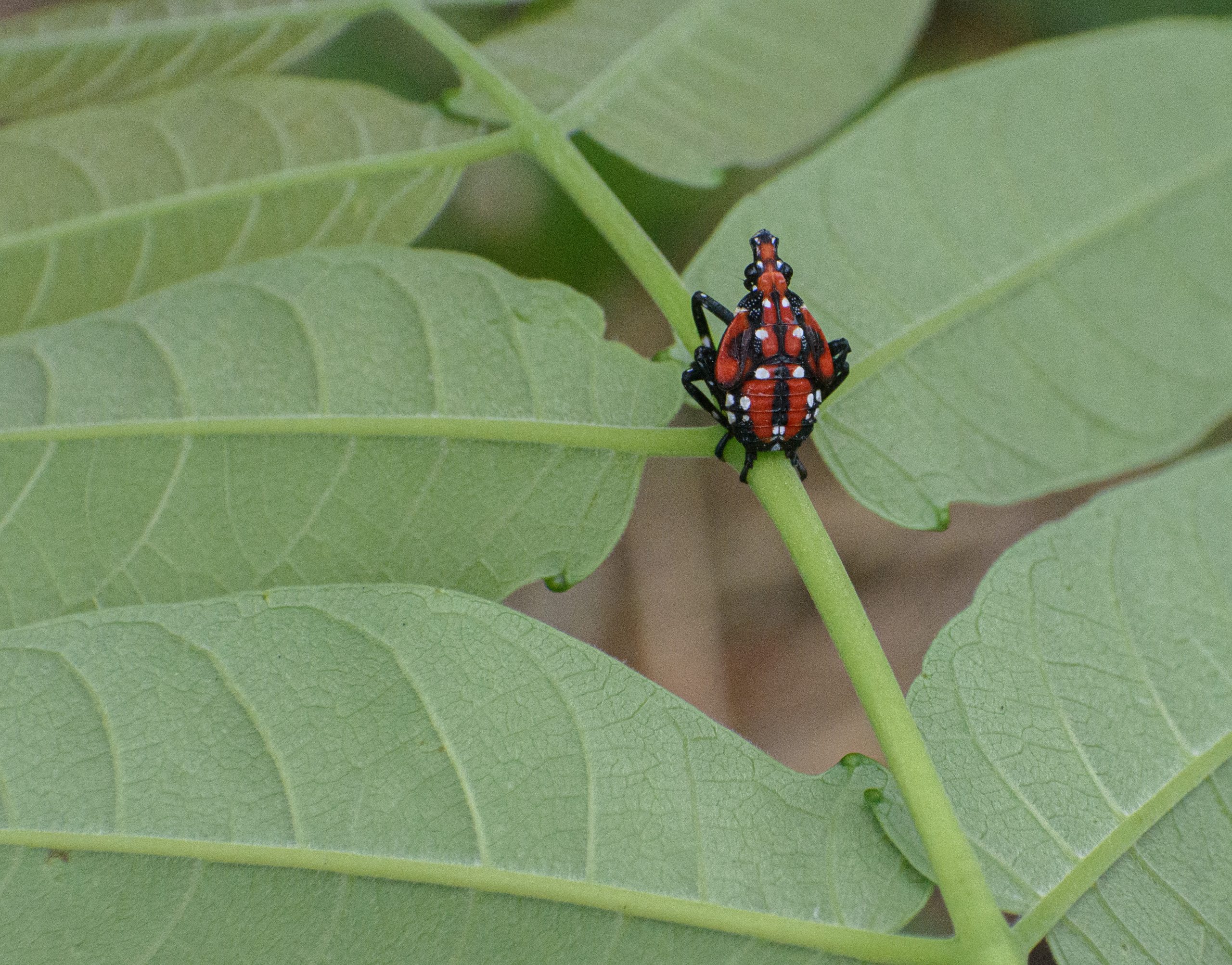 Fourth instar spotted lanternfly nymph, as evidenced by its red color.