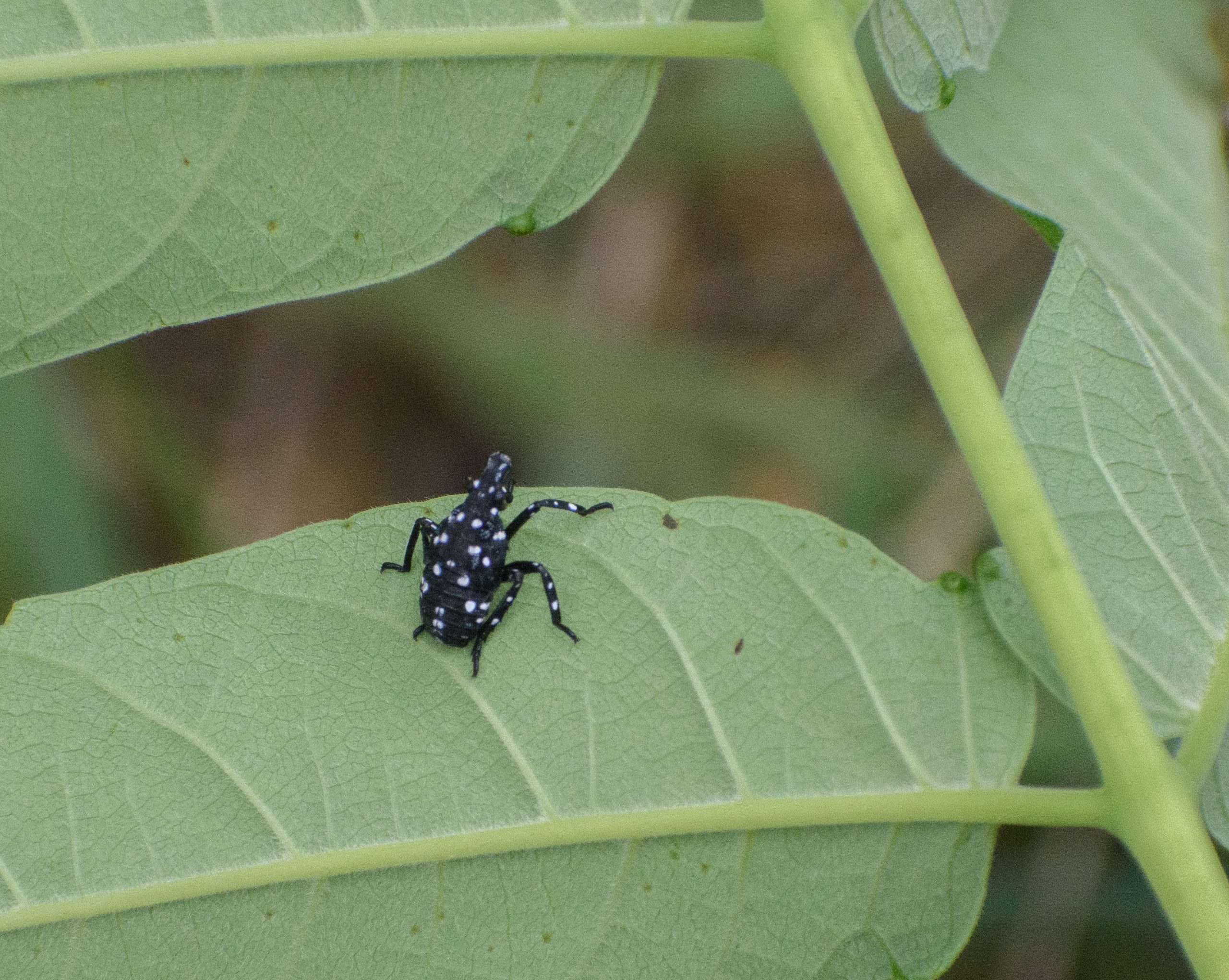 Spotted lanternfly nymph on a leaf.
